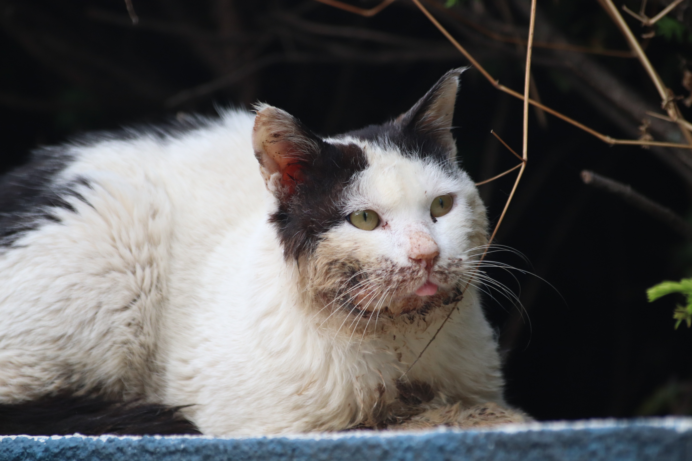 2021-1학기 Stray Cat Helpers 활동